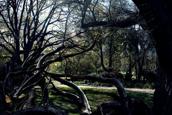 A dark picture of a tree and many branches