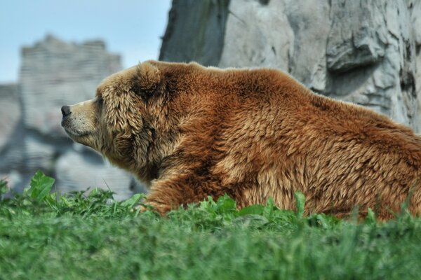 Photo of a bear on the background of mountains and grass