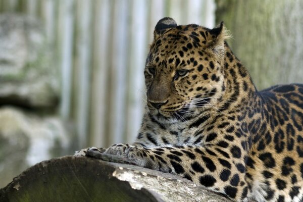 Un hermoso leopardo se encuentra pensativamente