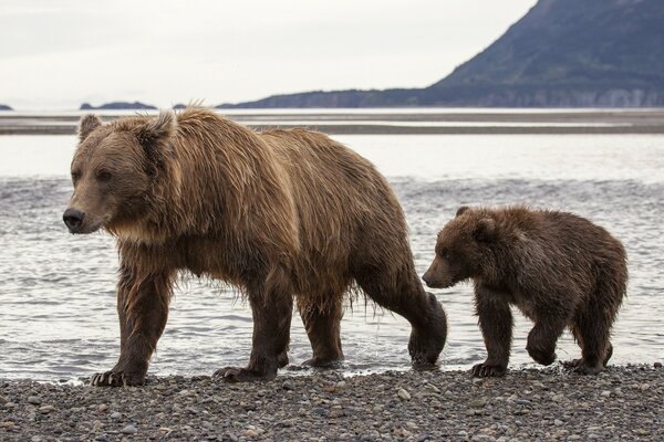 Brown bears on the seashore