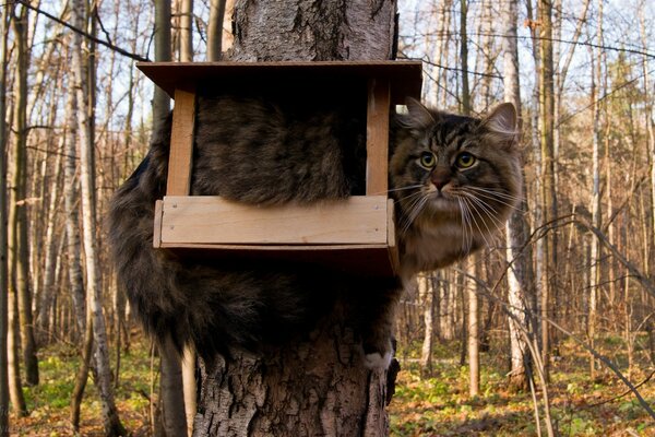 Chat rêvant de devenir un oiseau