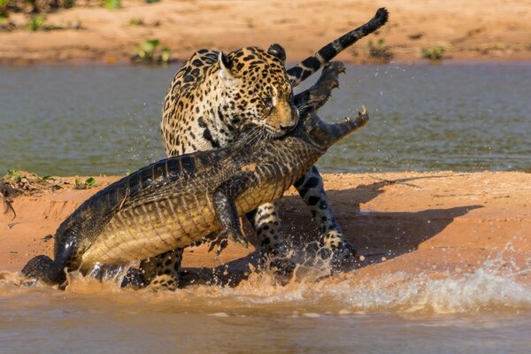 Jaguar jagt einen Alligator am Ufer