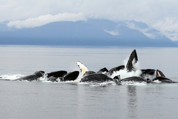 Balene nell oceano sullo sfondo delle montagne dell Alaska