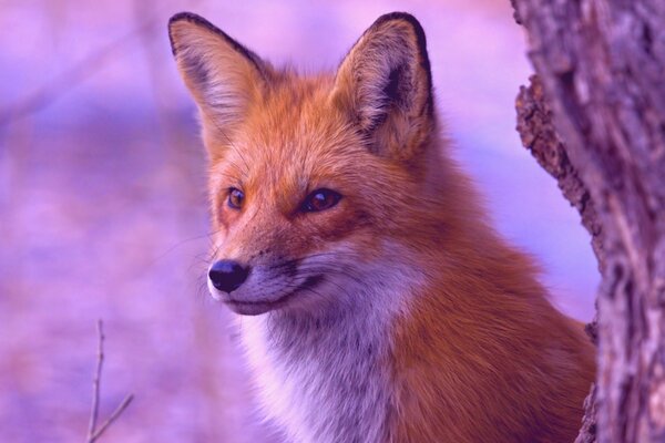 A red fox is sitting by a tree