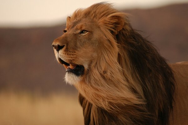 The king of beasts shows his teeth big cat