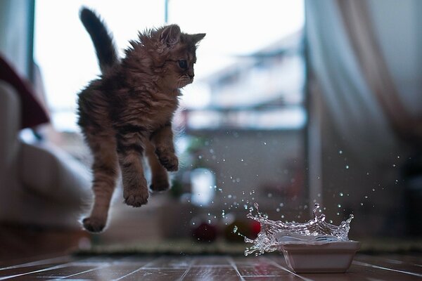 Il gatto ha versato una ciotola d acqua