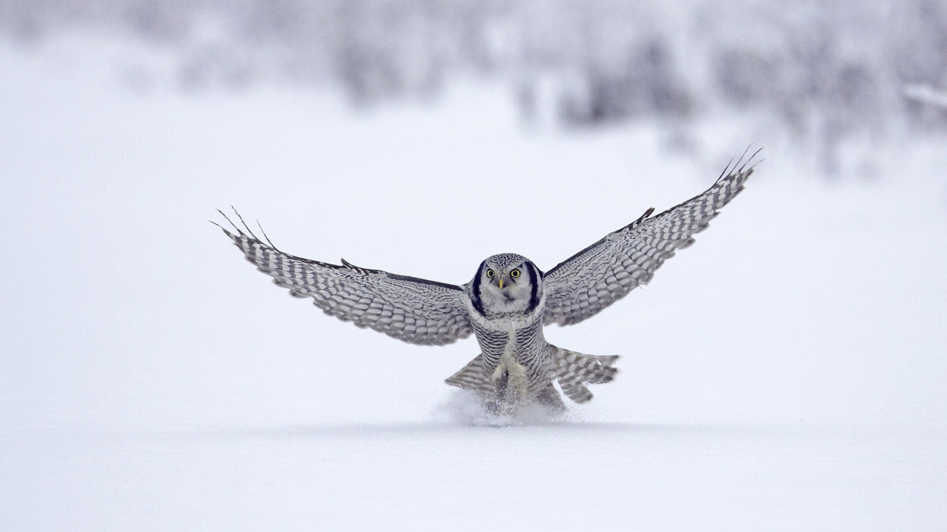 zwierzę falcon ptak zima animal sokół śnieg ptak lot