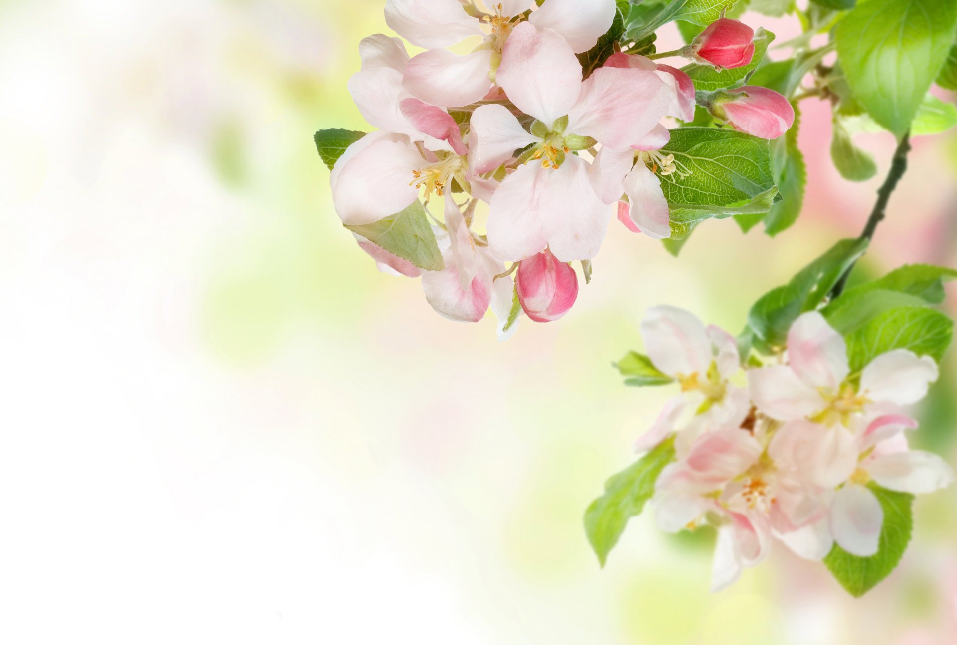 flores manzano ternura primavera rama