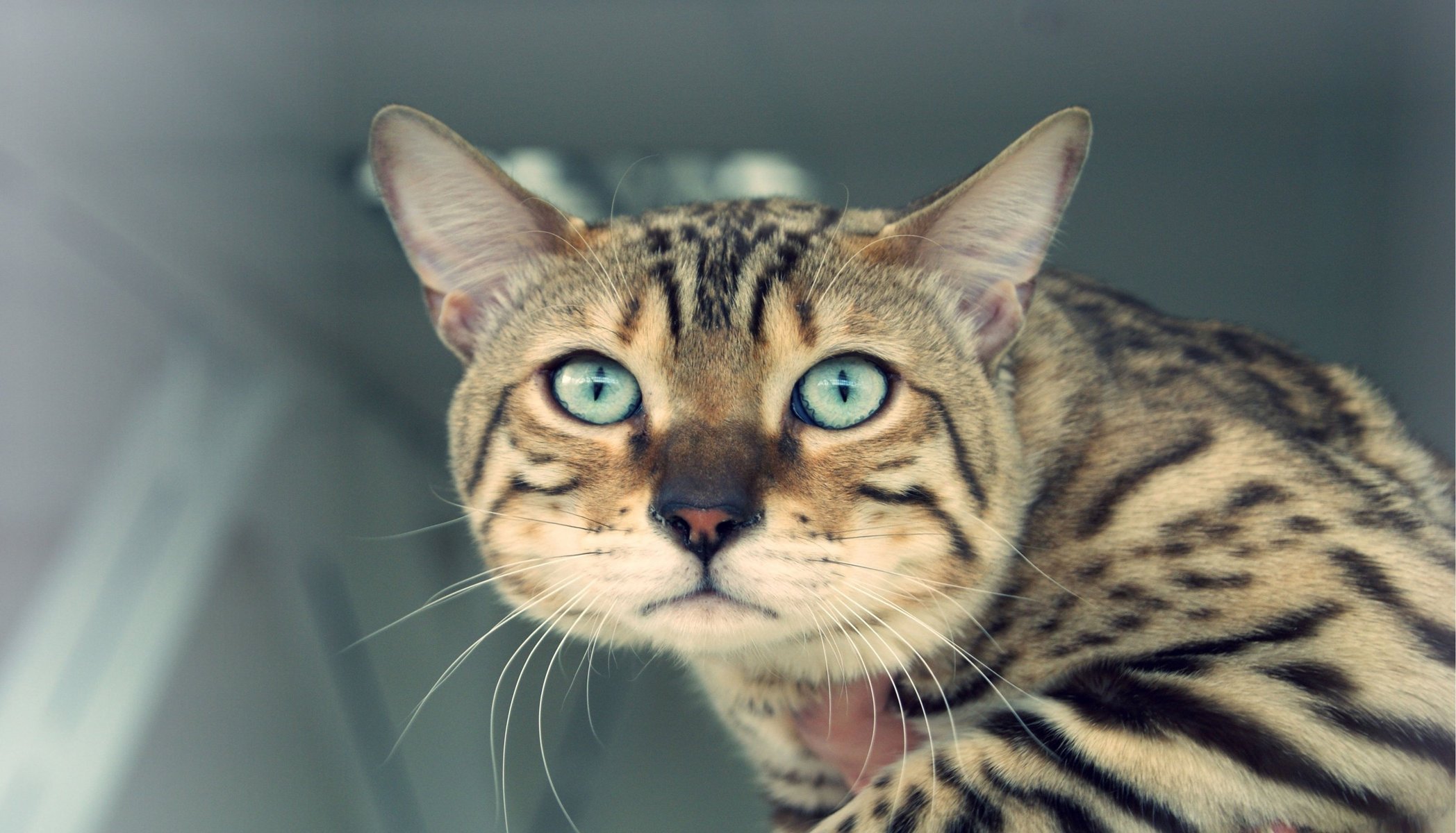 chat yeux moustache regard