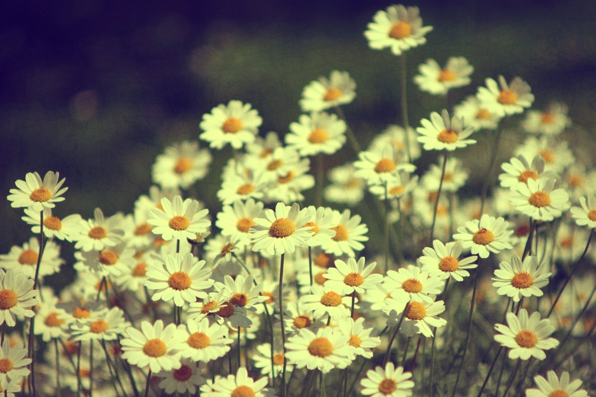 fleurs plantes nature marguerites