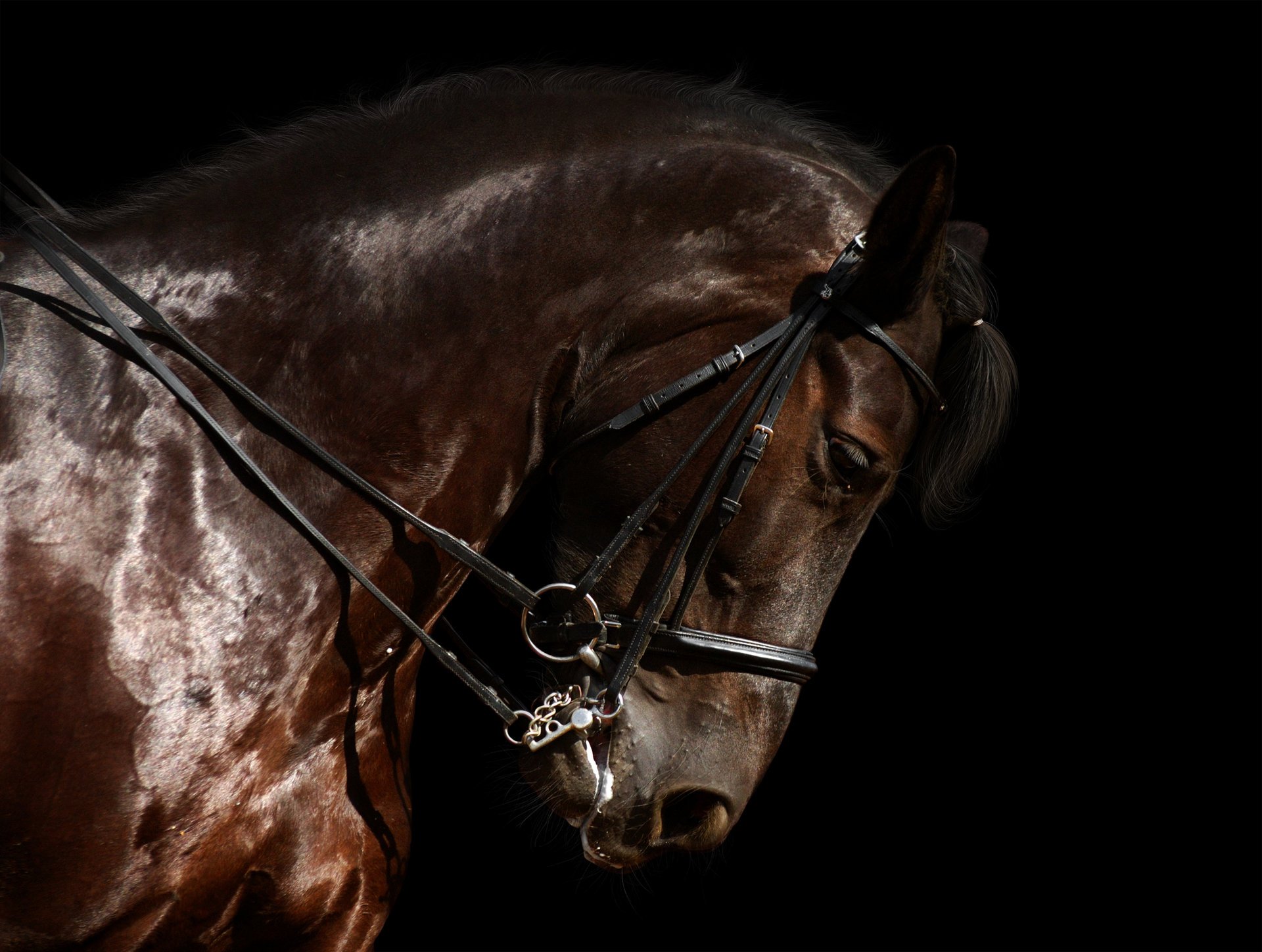 animaux étalon animal race beau beauté cheval