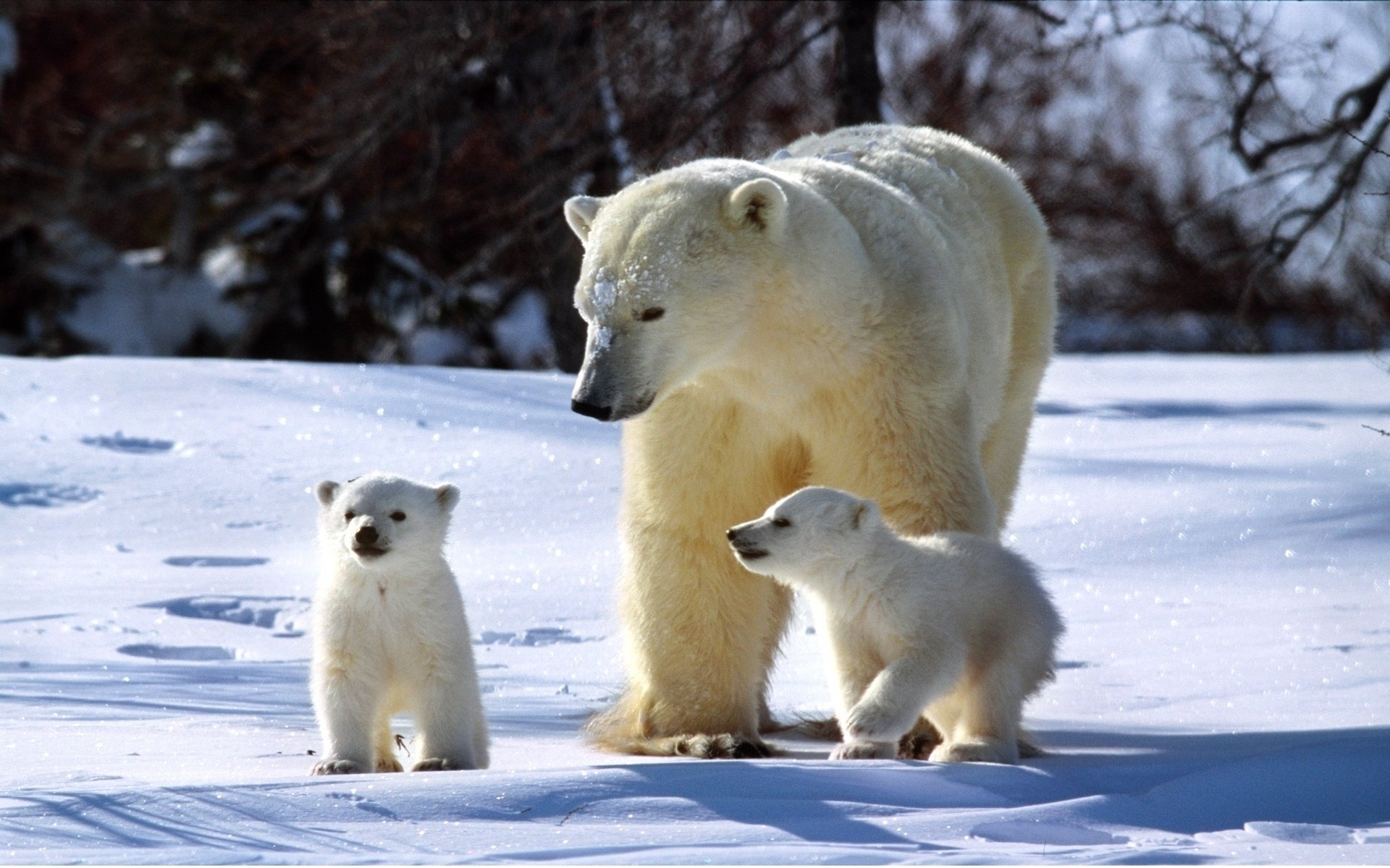 polare famiglia inverno soleggiato cuccioli orso