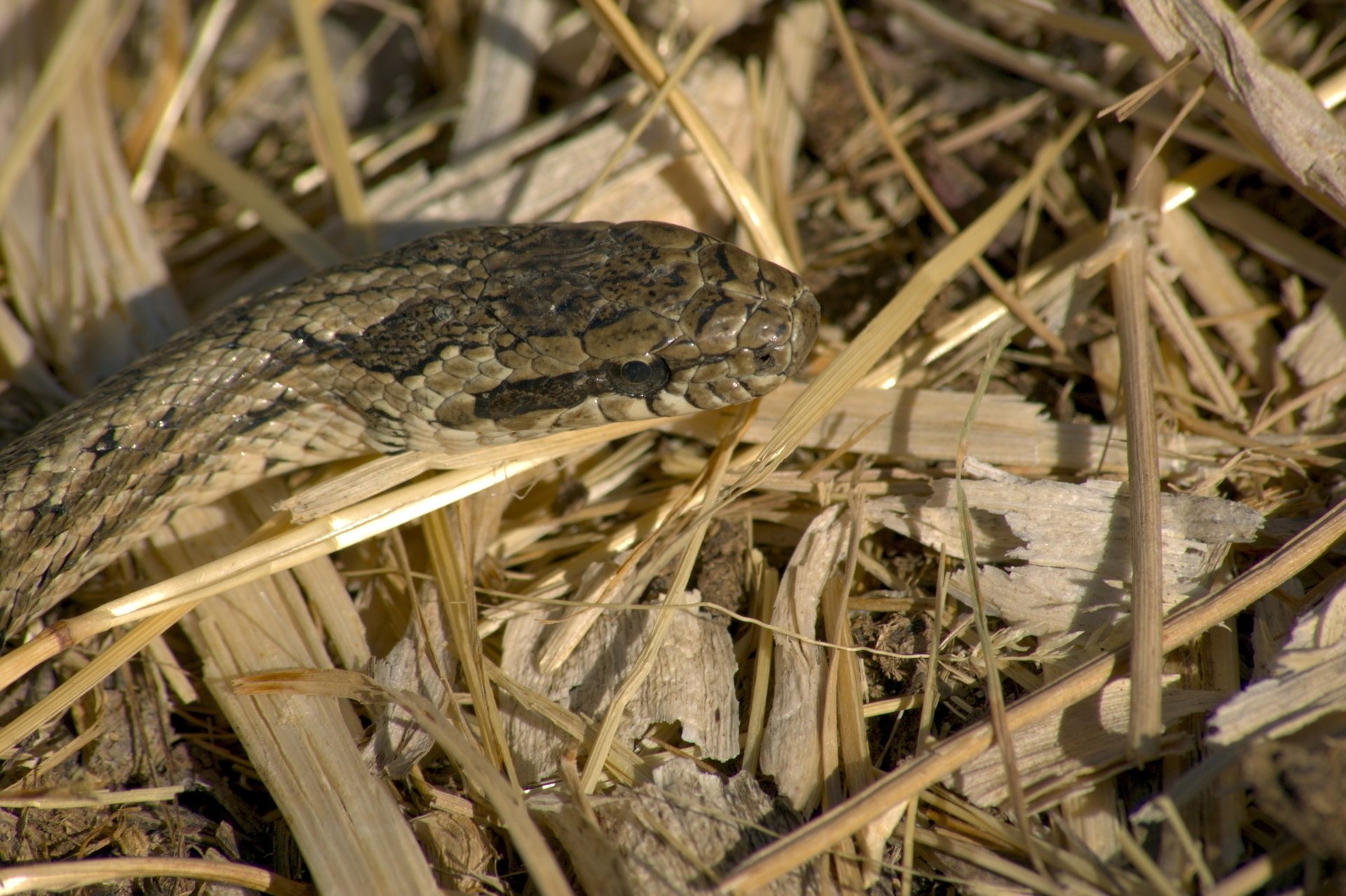 serpiente seco hierba