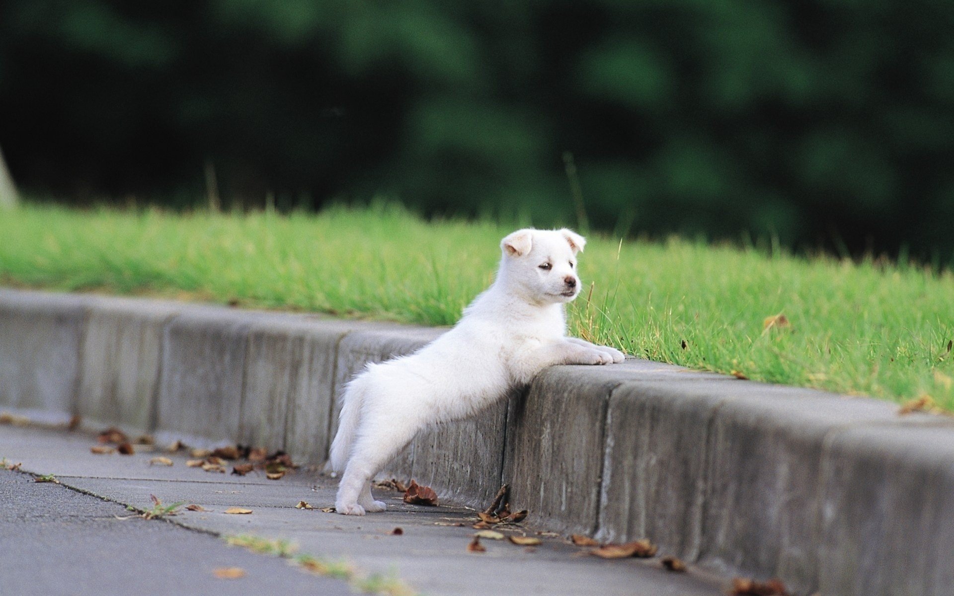 puppy fluffy grass ears paws white face