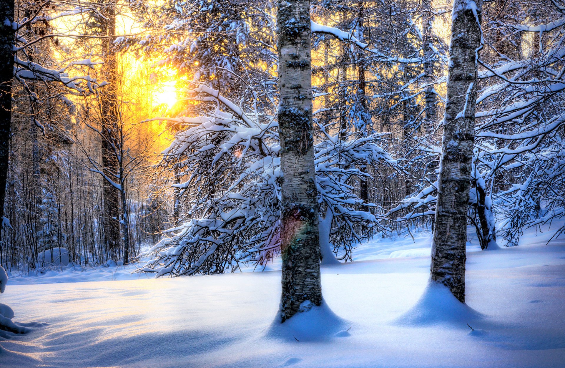 nature soleil neige hiver forêt