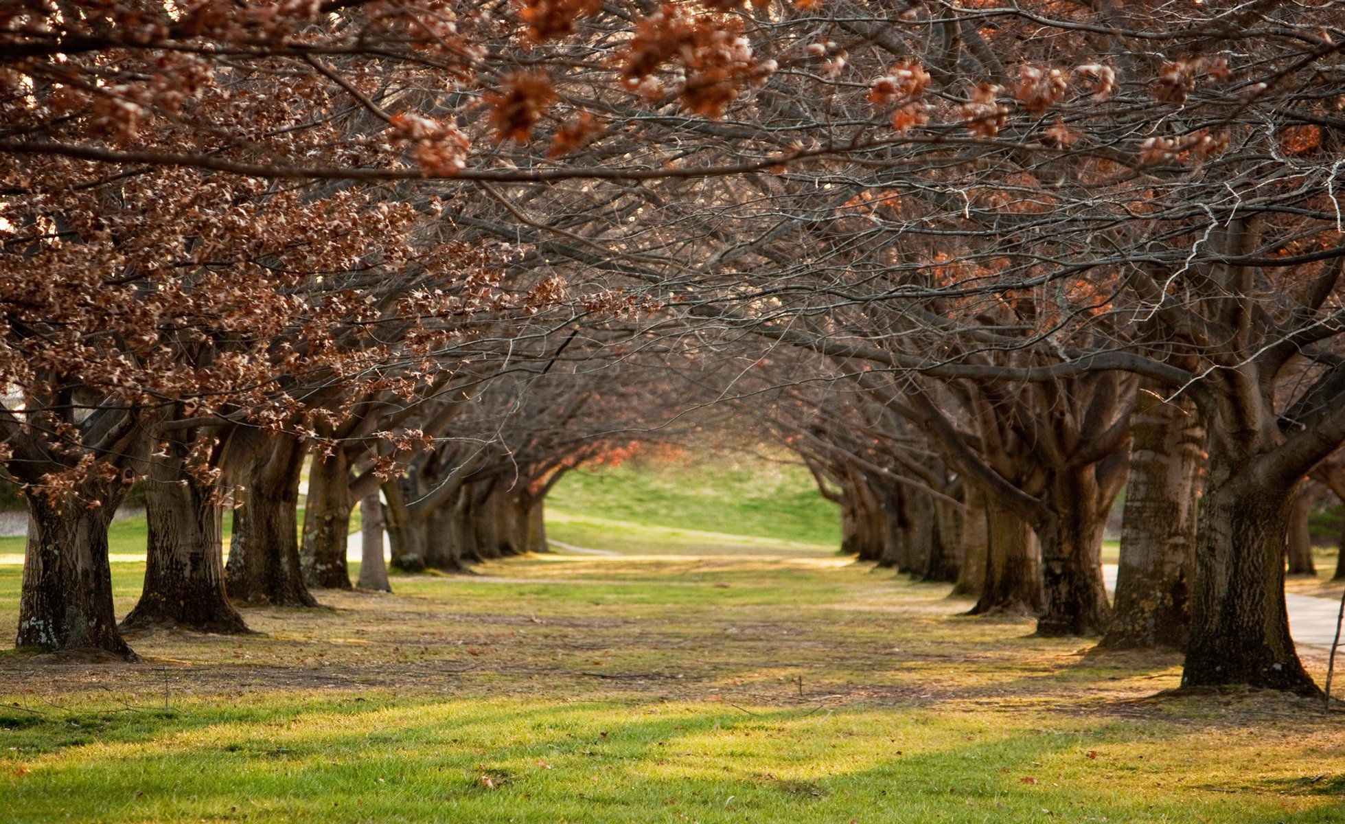 park aleja gałęzie drzewa rzędy jesień