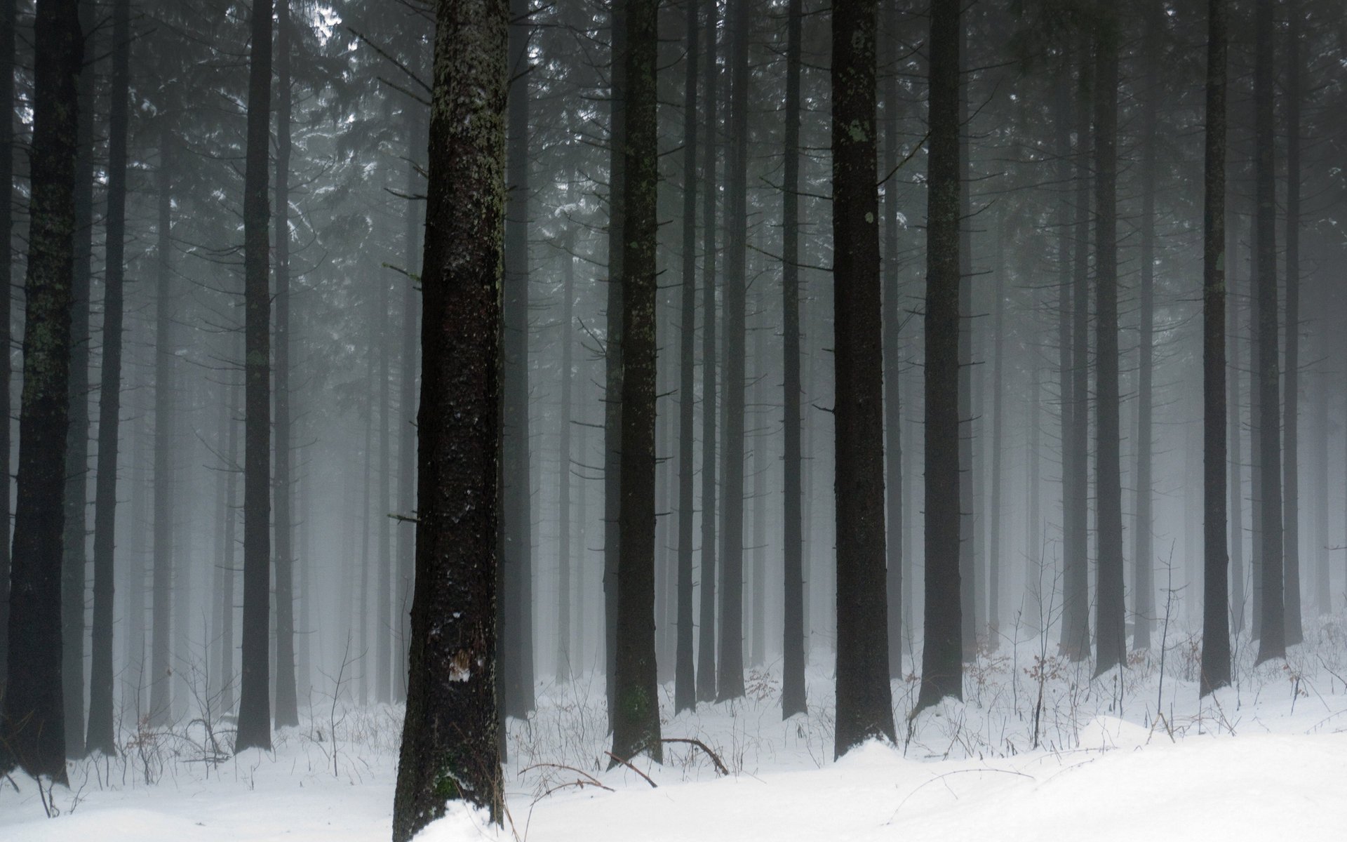 arbre gel neige hiver froid nature d hiver forêt