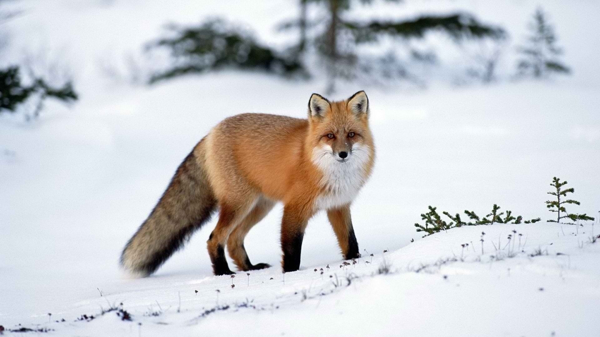 zorro zorro nieve invierno