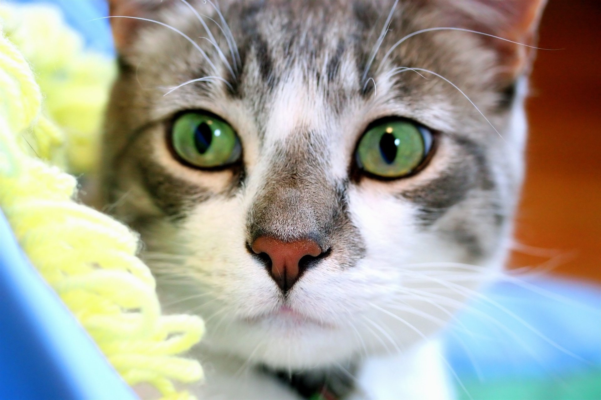 aufmerksam katze maulkorb blick grüne augen