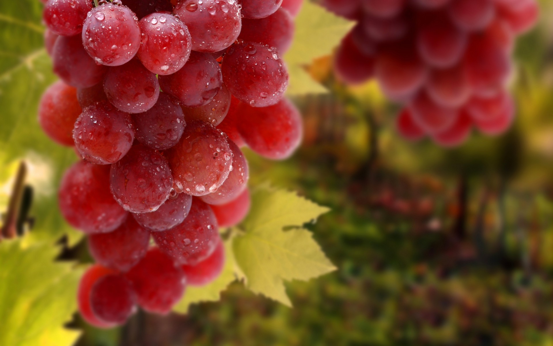 fällt beere trauben makro obst tau rot