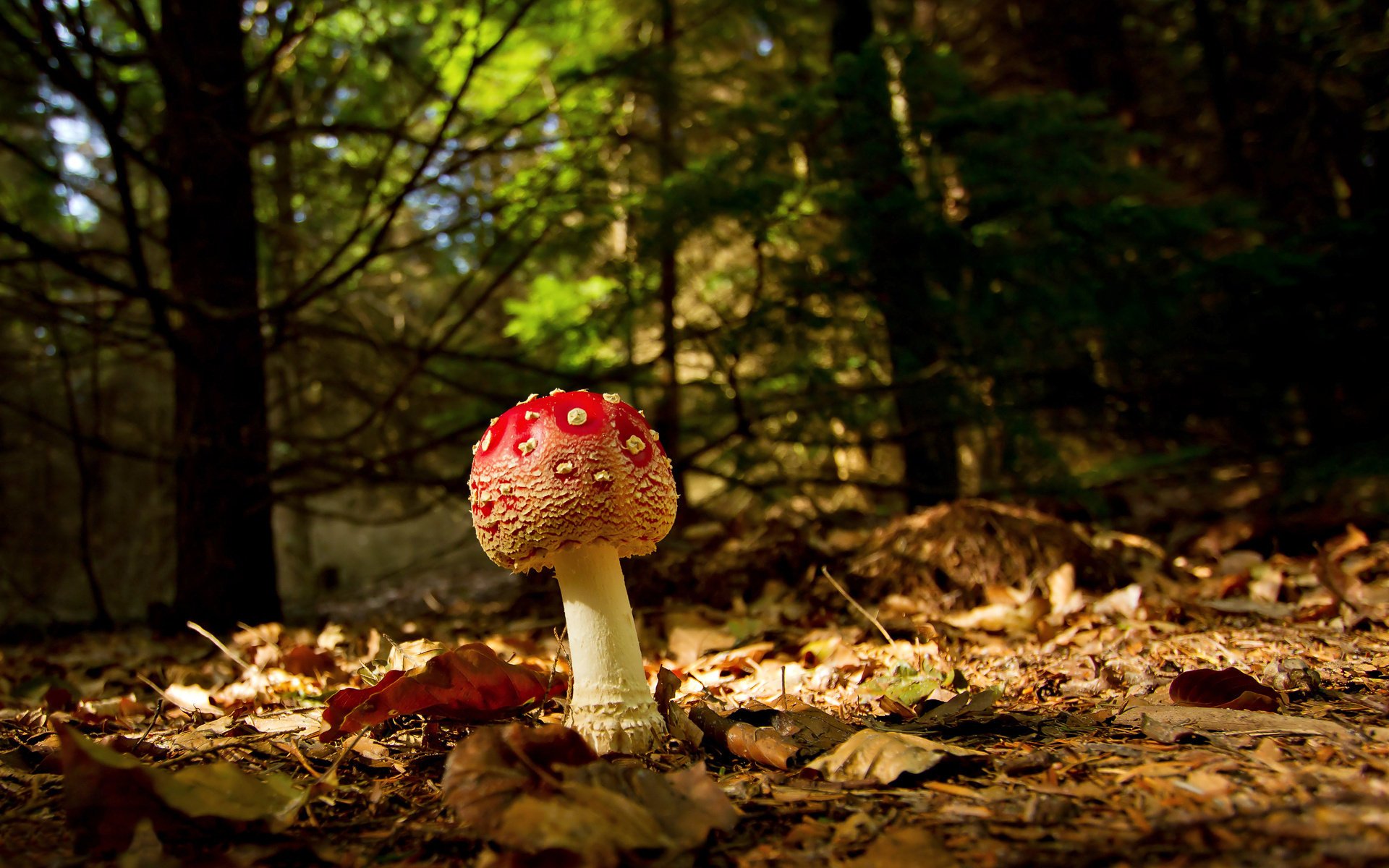 macro fly agaric autumn foliage forest mushroom