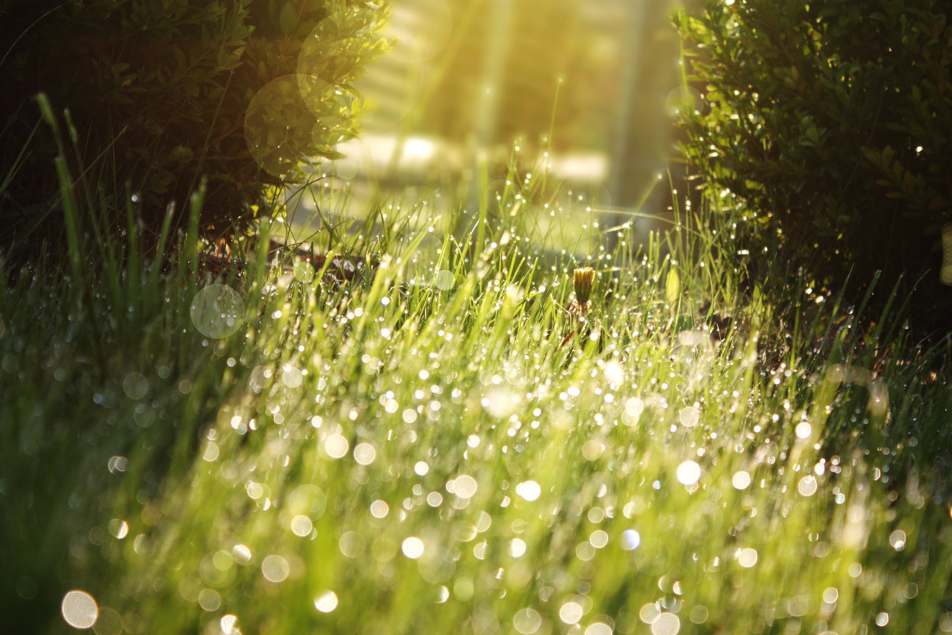 herbe gouttes verdure pelouse soleil éblouissement lumière