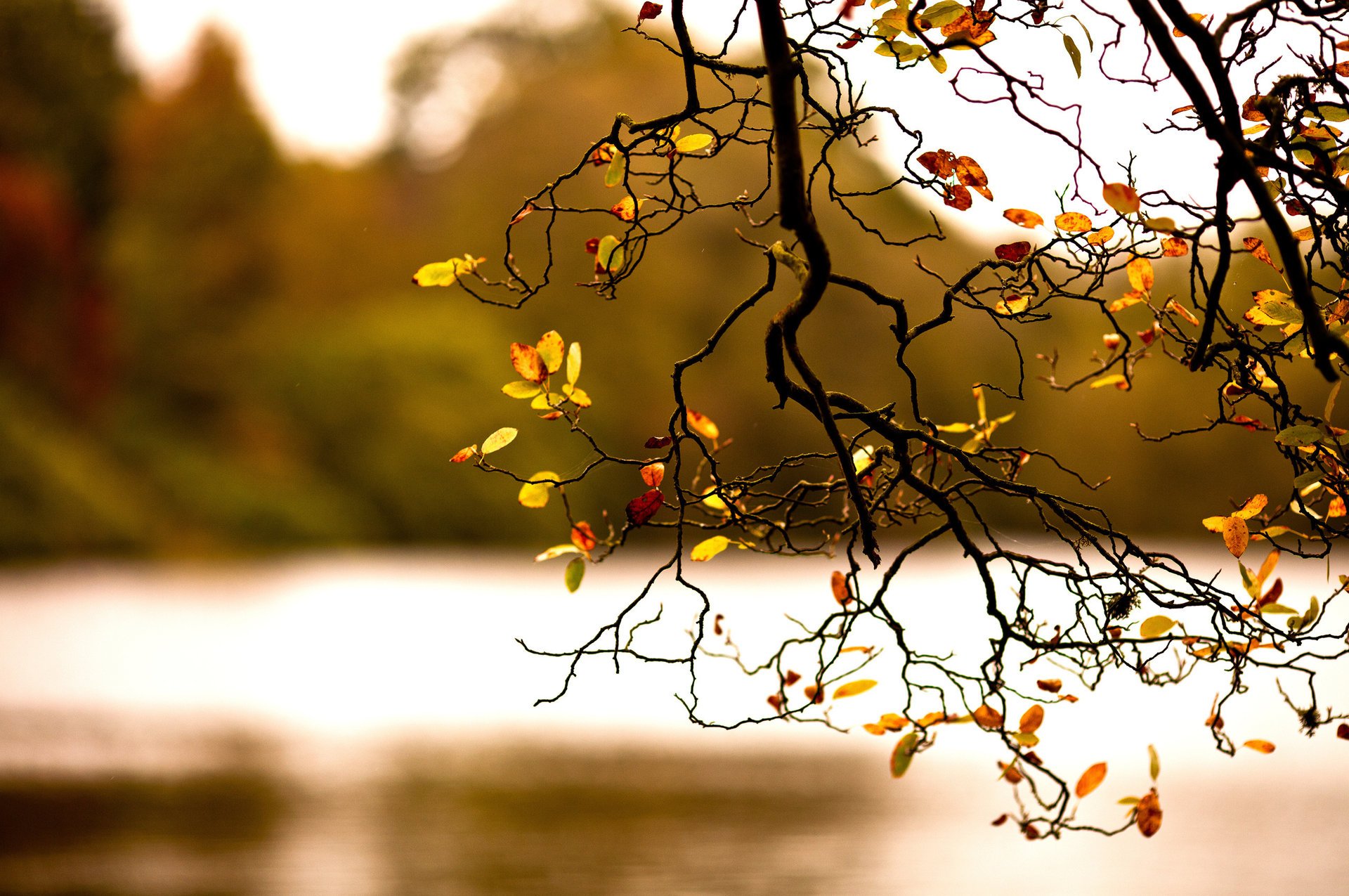 natura autunno fogliame ramo