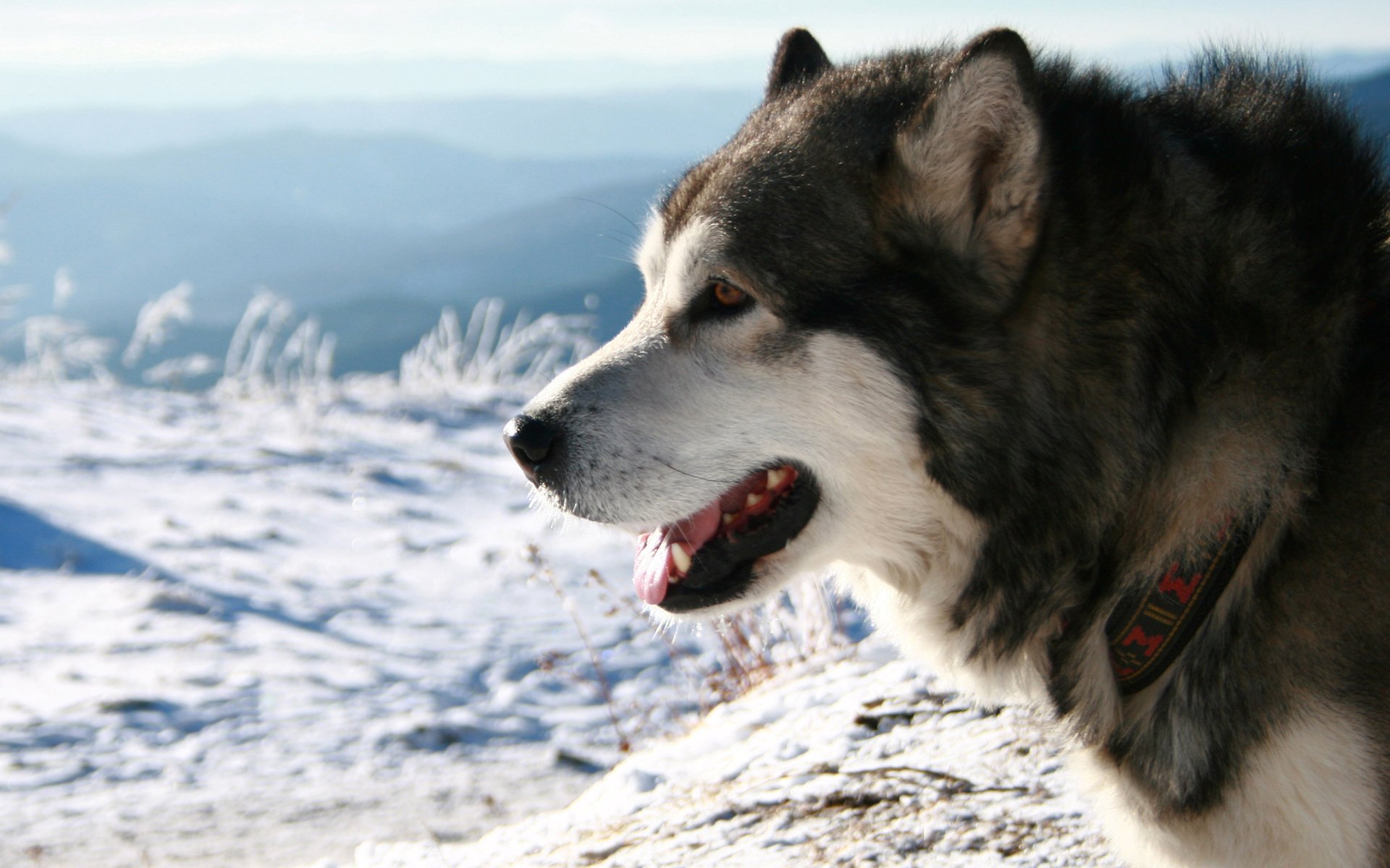 husky collar snow breed