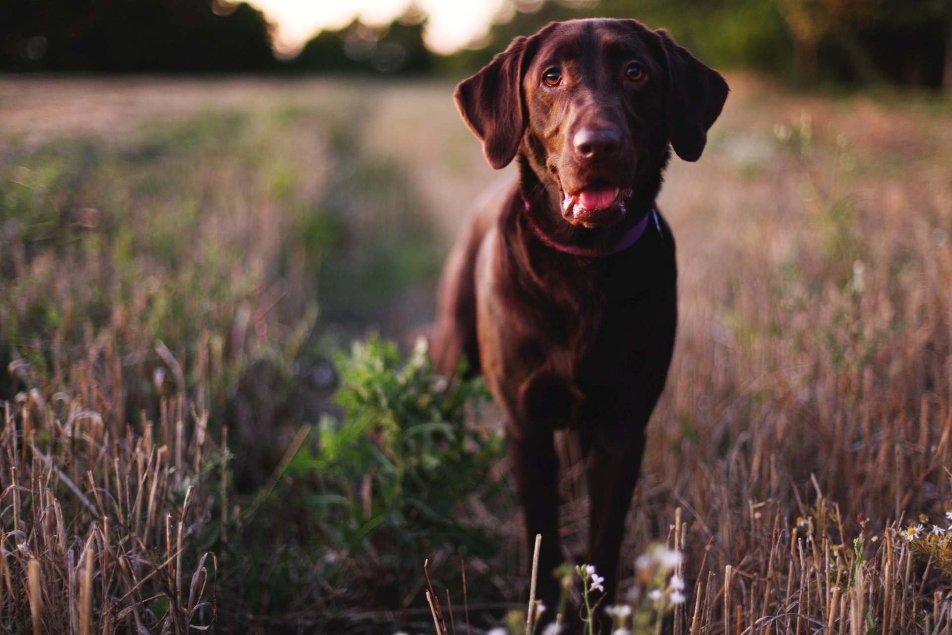 cane muso labrador retriever naso occhi cane