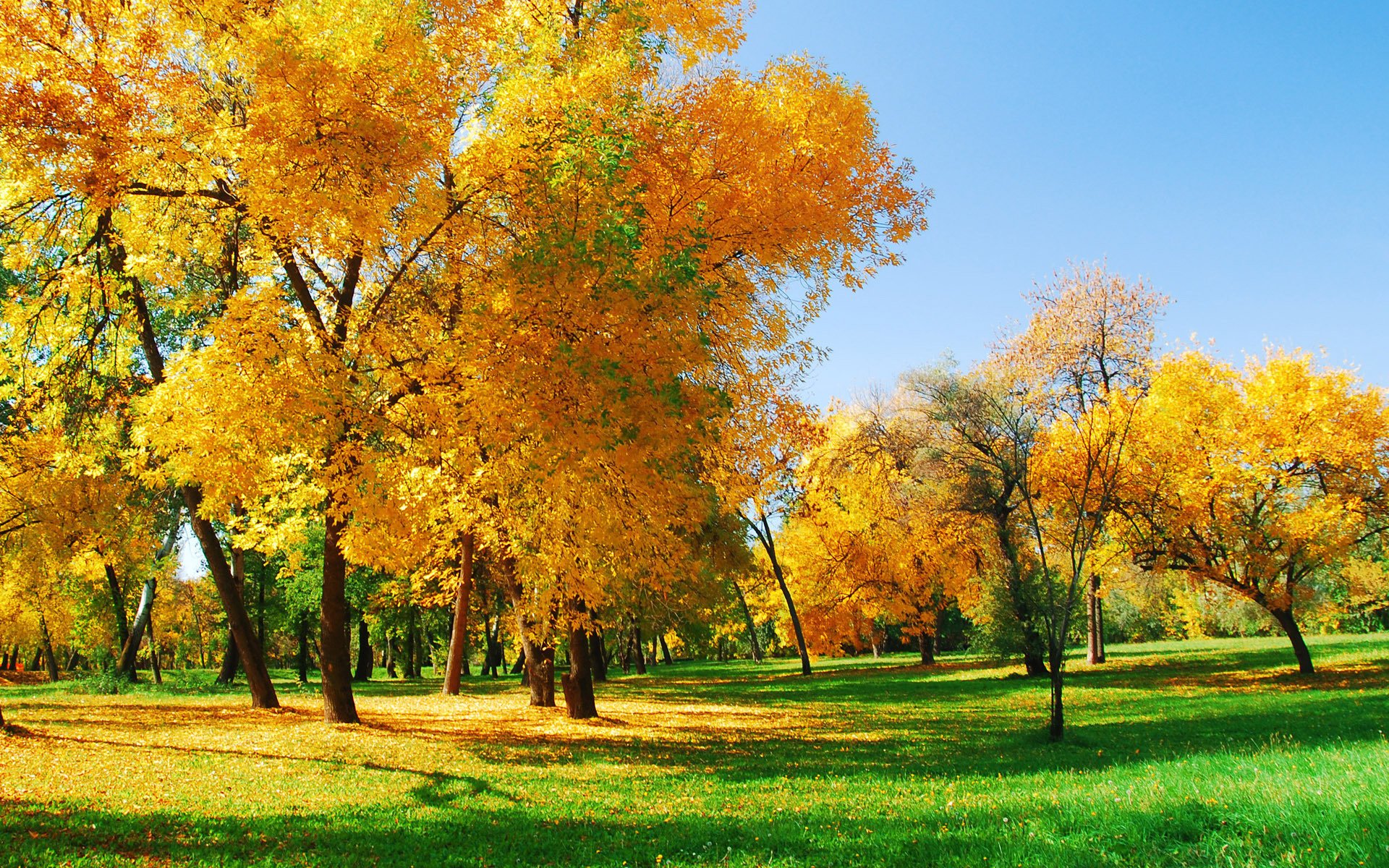 natura foresta sole autunno alberi