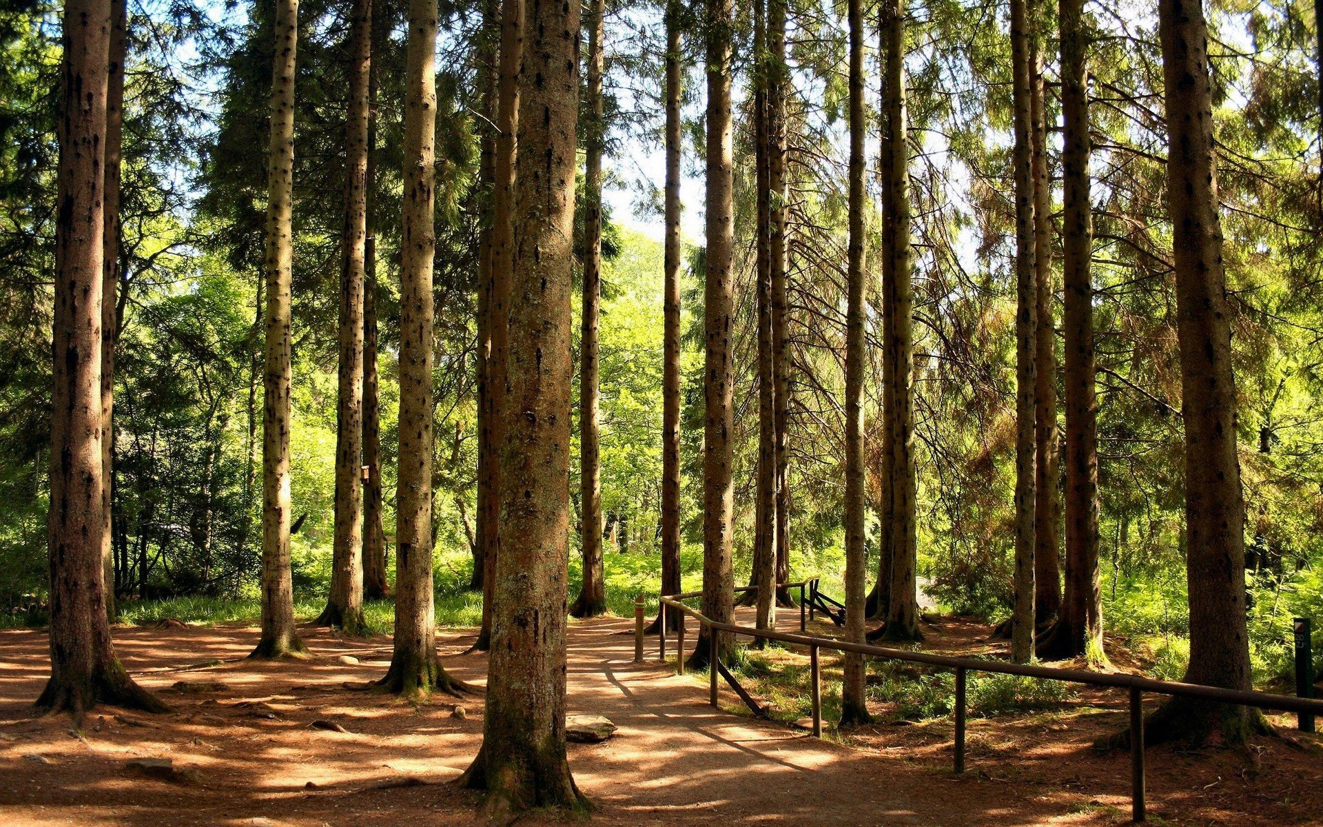 forest trees park green