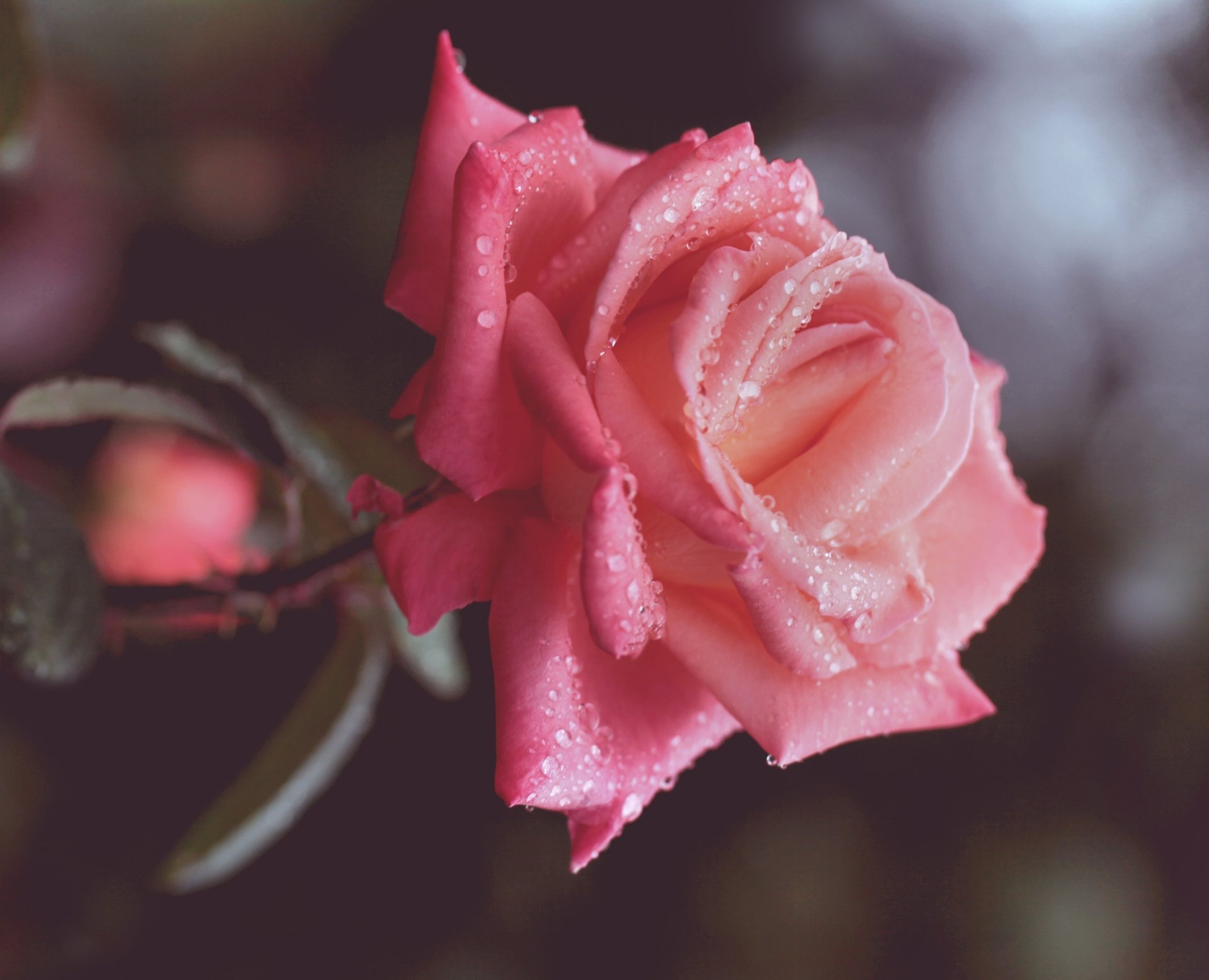 fiore rosa petali macro gocce rosa