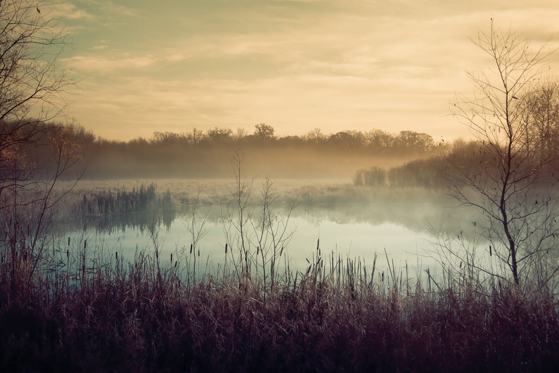 autumn lake fog plant