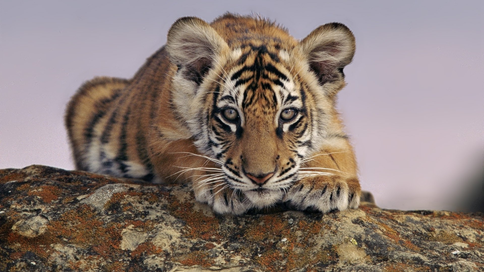 animals looks tiger cub tiger