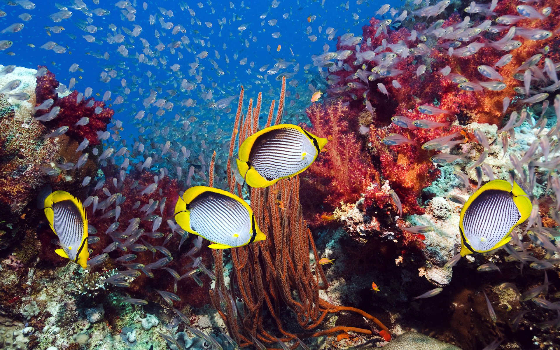 monde sous-marin coraux poissons mer