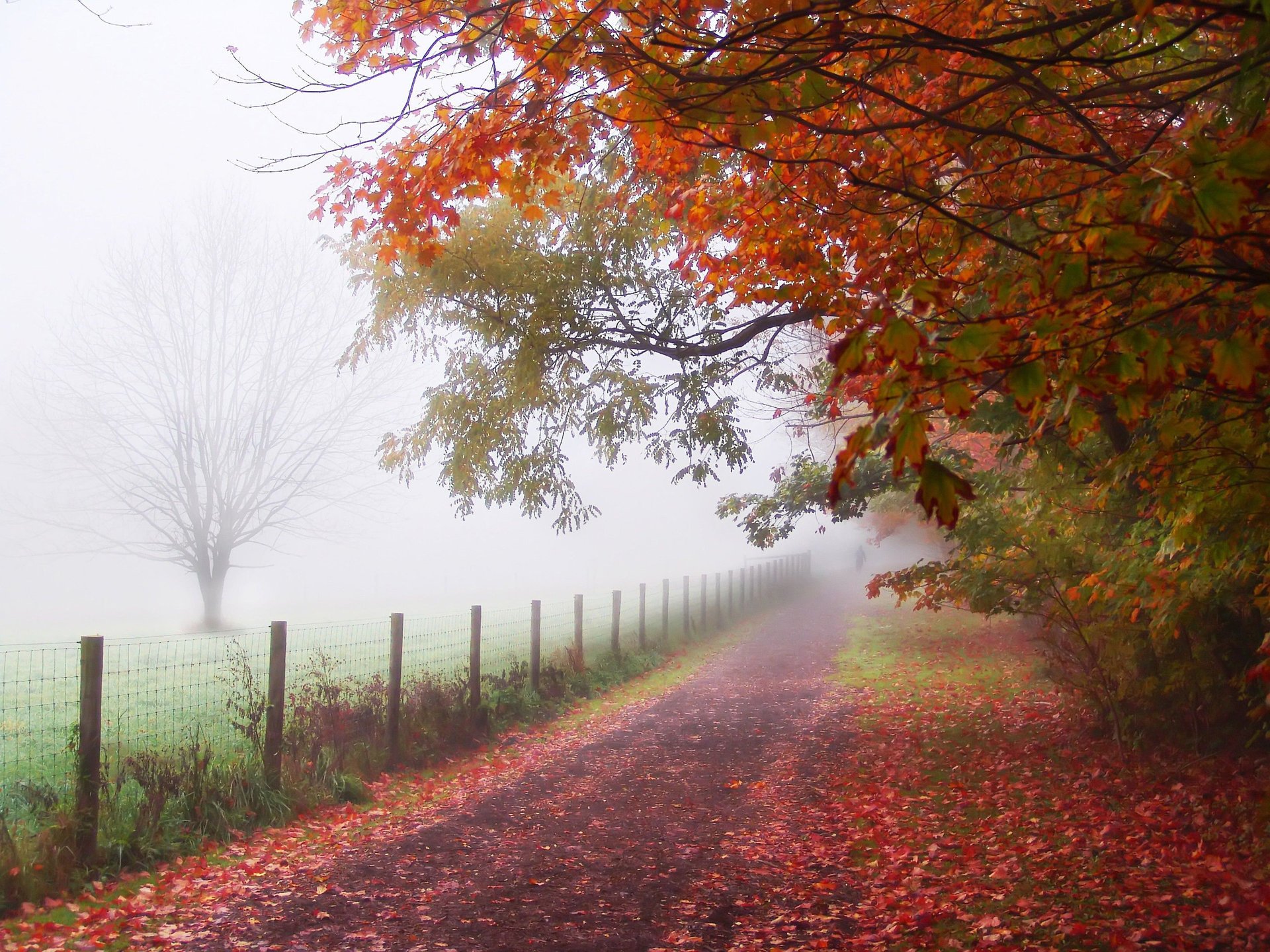 autumn track path people park the fence fog