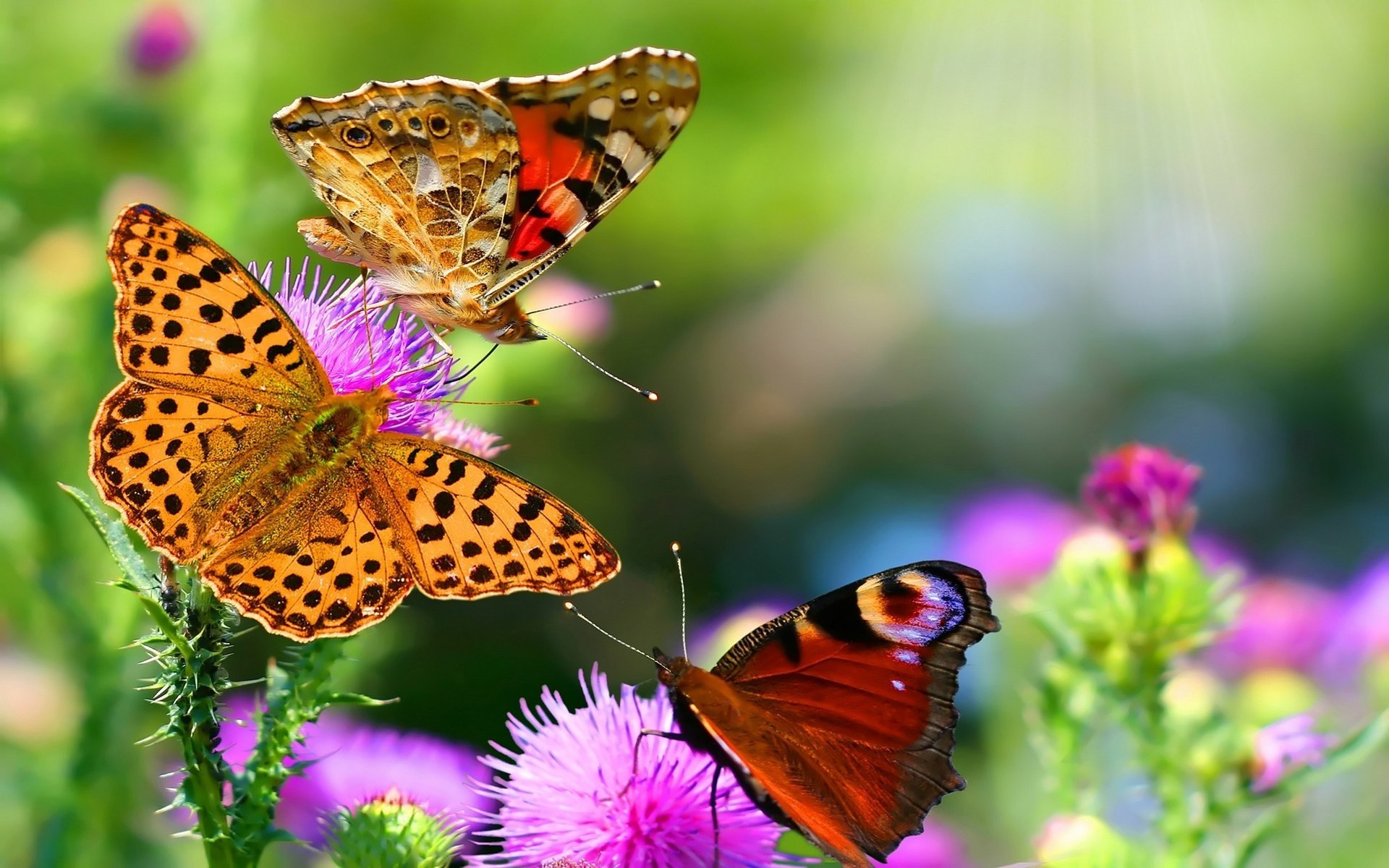 papillons fleurs gros plan