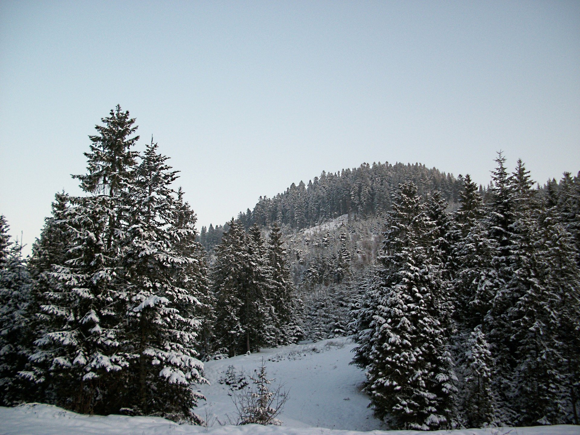 invierno bosque árboles de navidad cielo montañas nieve