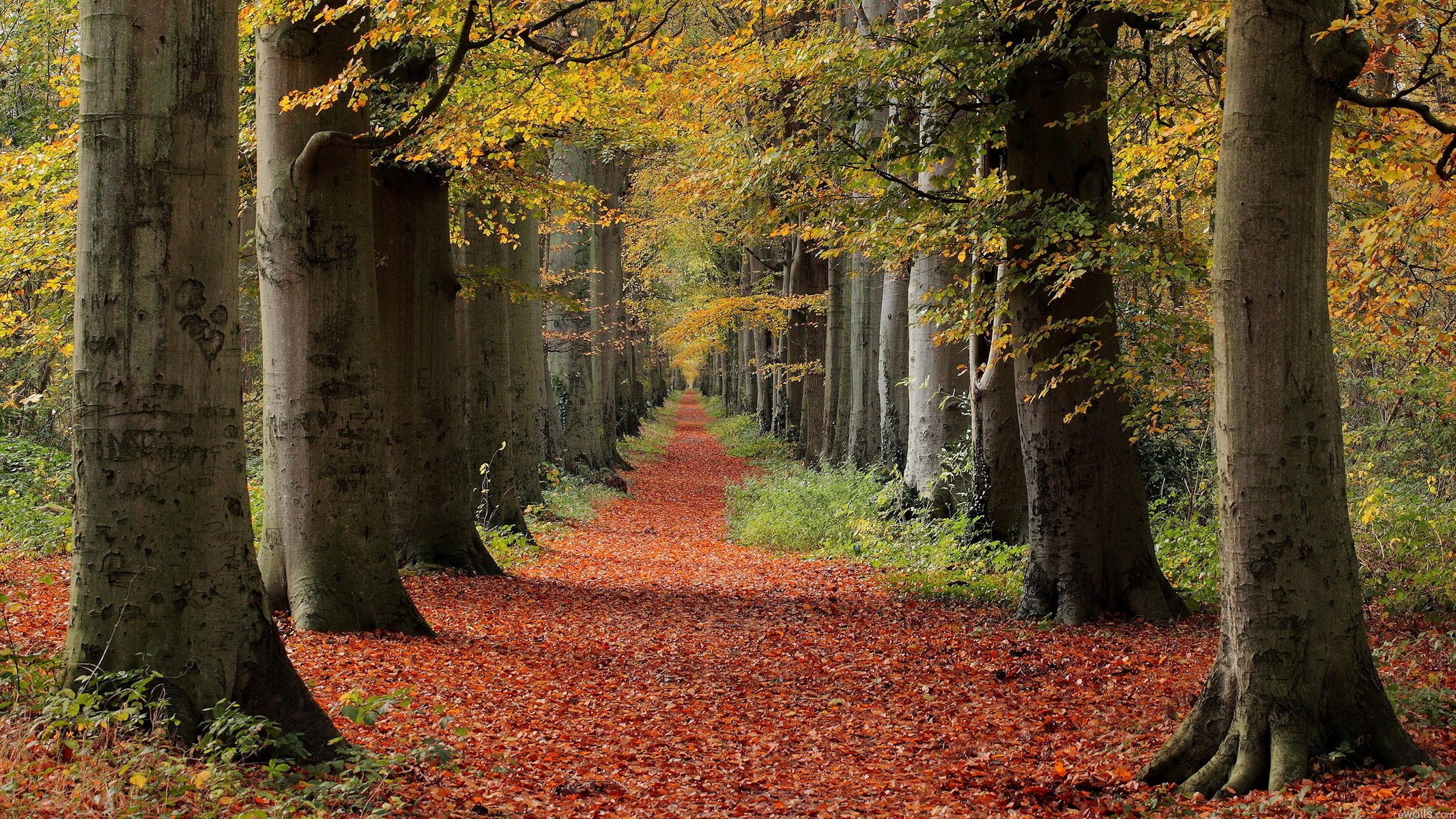 wald herbst bäume