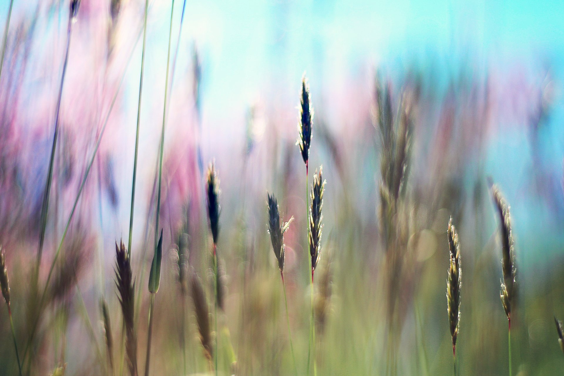 été herbe lumière soleil champ rayons fraîcheur