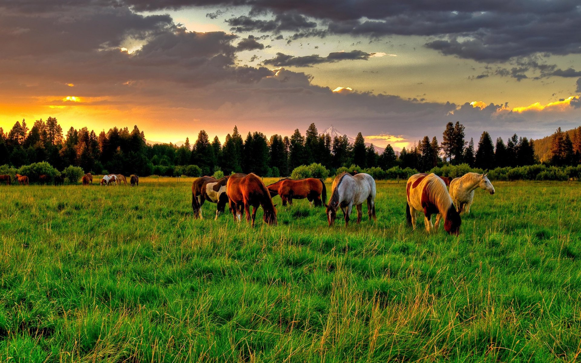 nature rouge-péguy chevaux prairie clairière chevaux été champ cheval nid gris clair roux