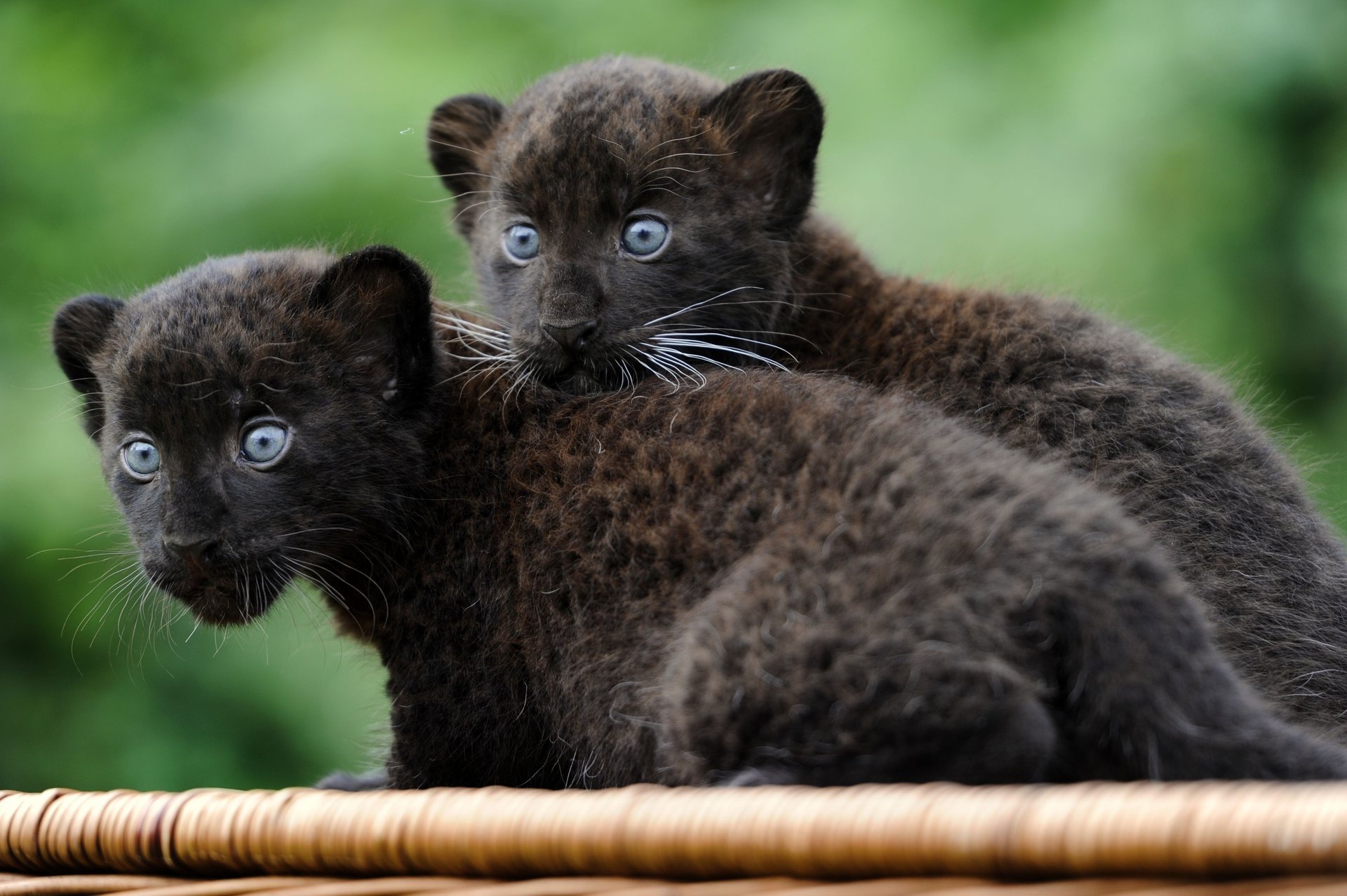 panther katzen tiere tapeten kätzchen wallpaper kleine