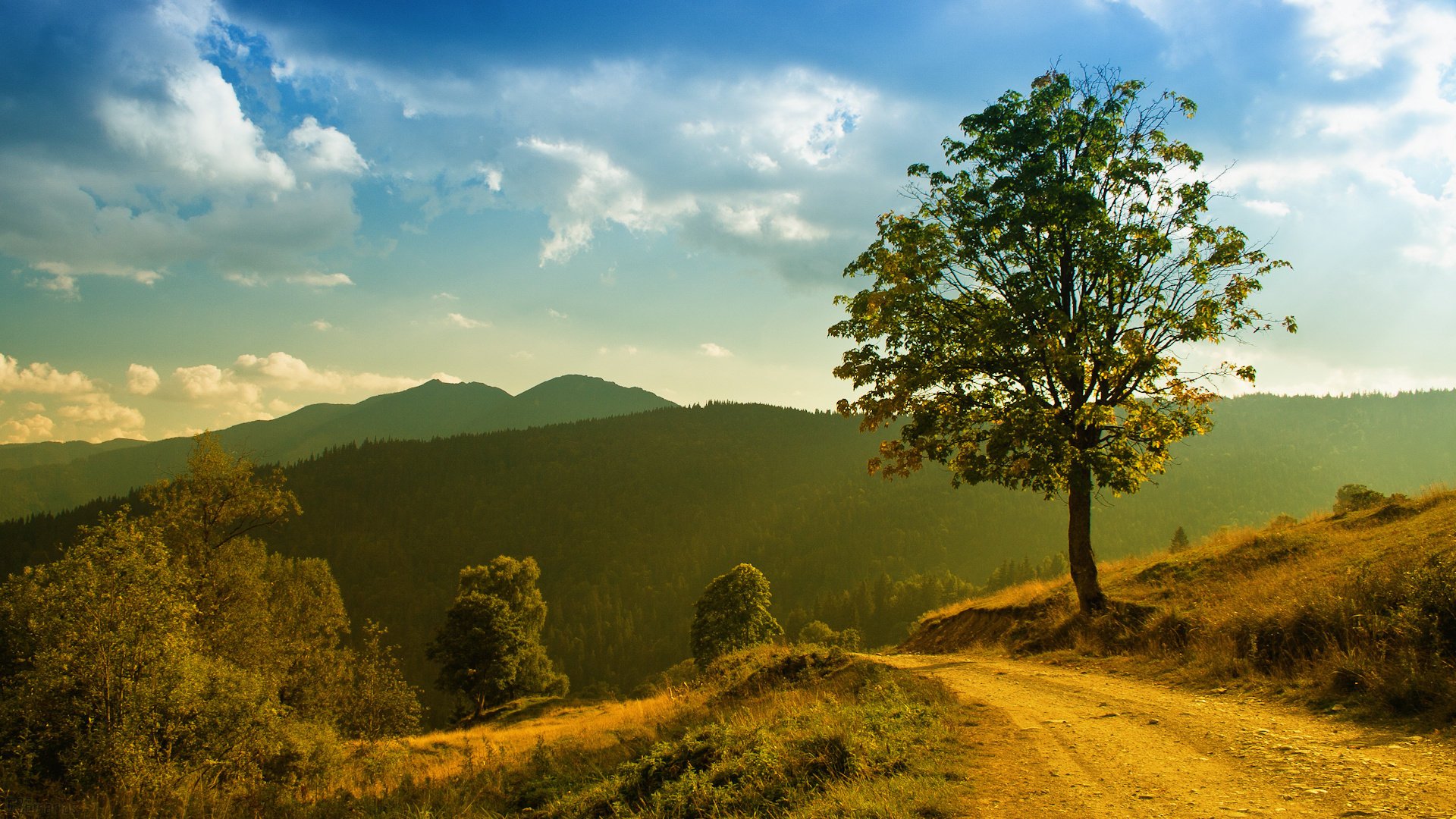 paesaggio erba alberi sole montagna natura foresta luce