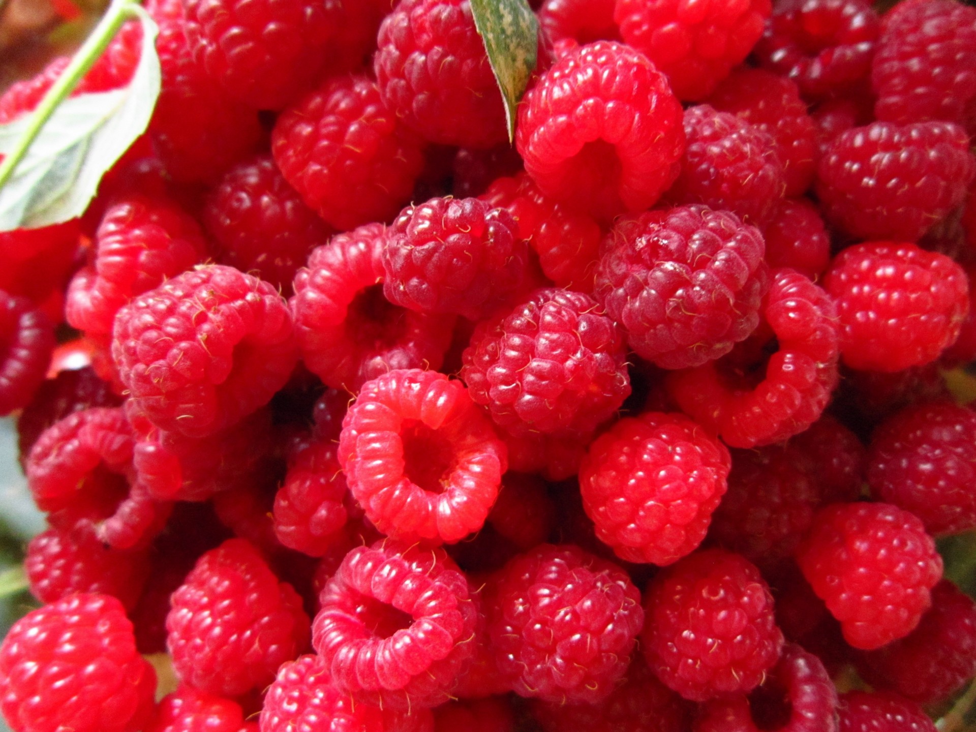 gros plan framboise rouge baie