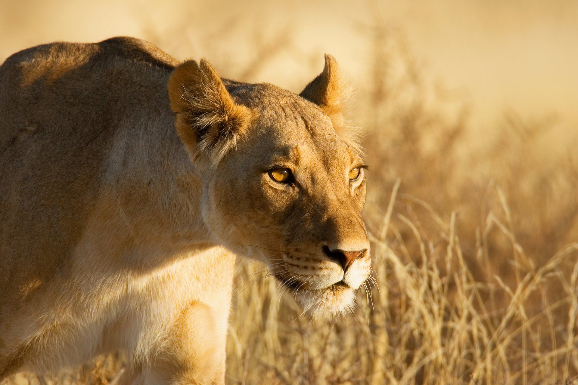 lionne chasse museau regard se faufiler