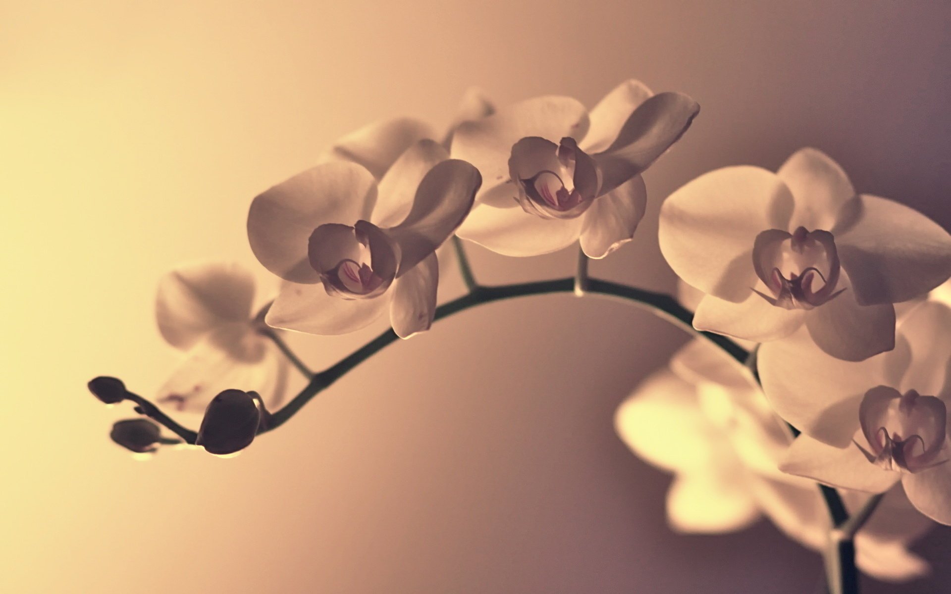 flowers flower petals macro bending branch