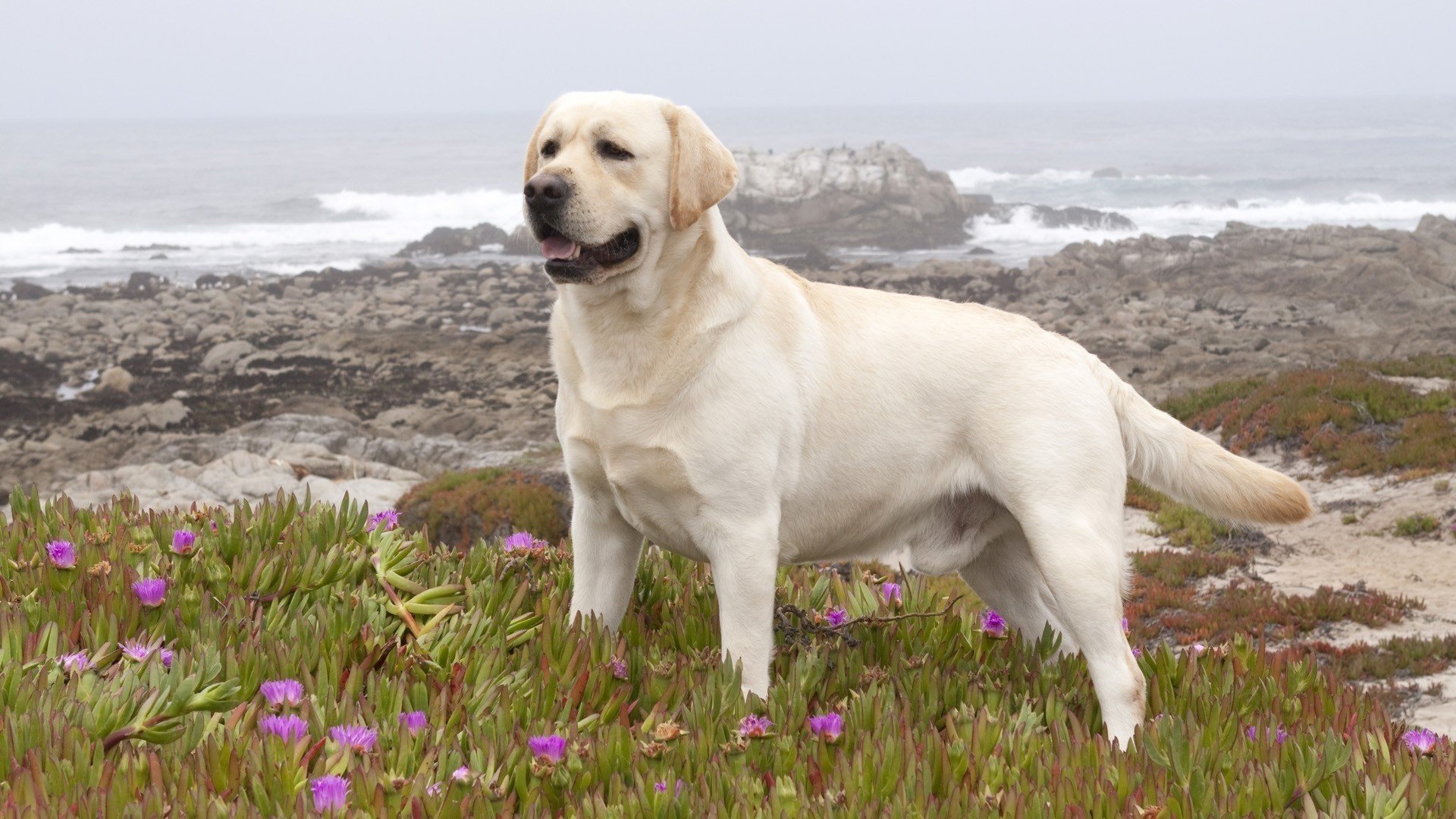 hund labrador retriever