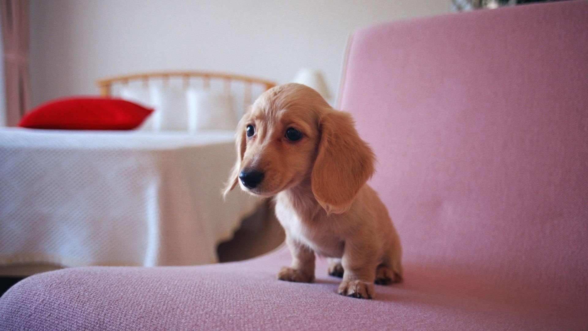 cucciolo bassotto seduta beige