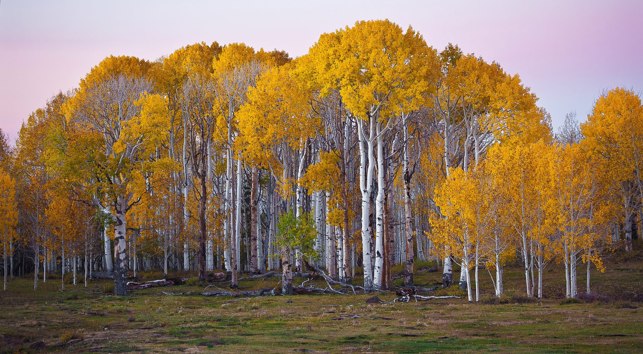 stati uniti foresta autunno utah betulle alberi