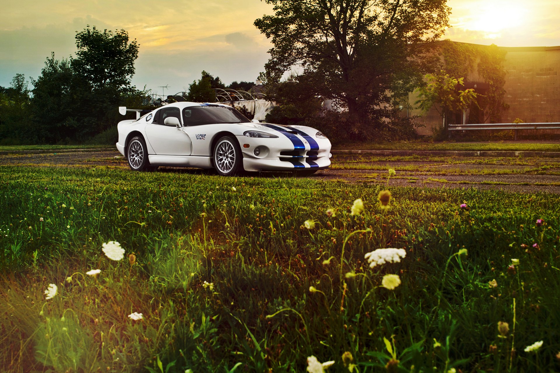 esquivar víbora gts g blanco borde de la carretera flores sol resplandor